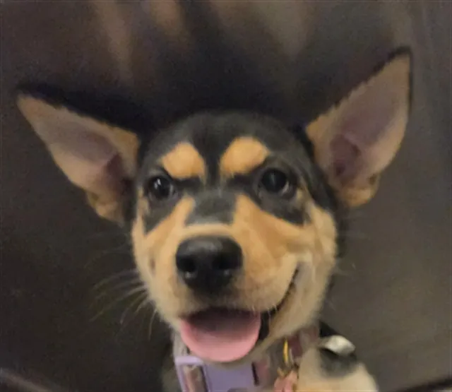 Adoptable Dog
