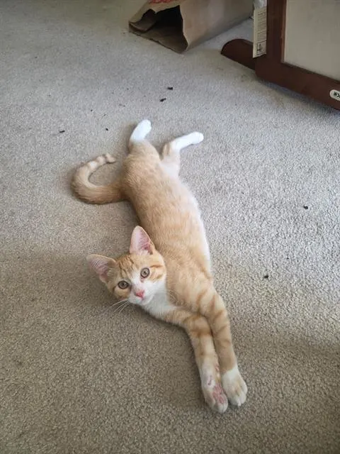 Duke