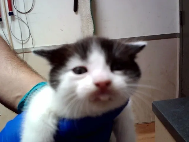 Adoptable Cat