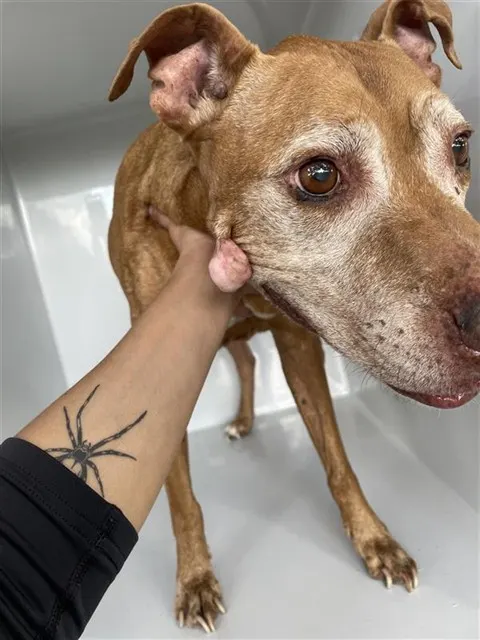 Adoptable Dog