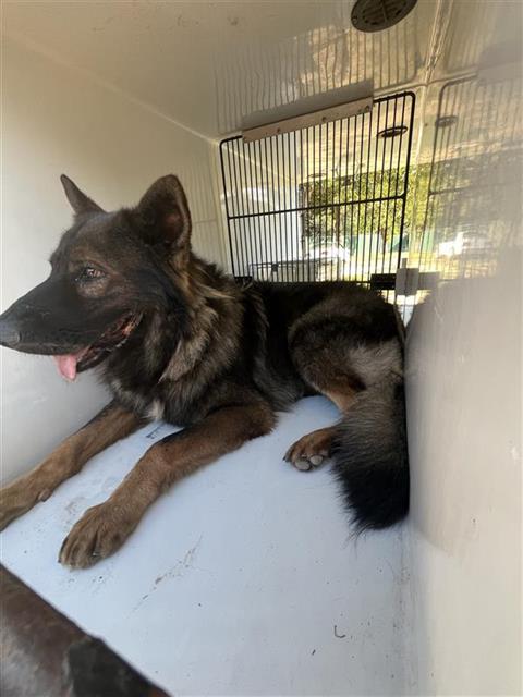 Adoptable Dog