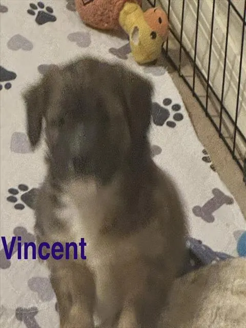 Vincent