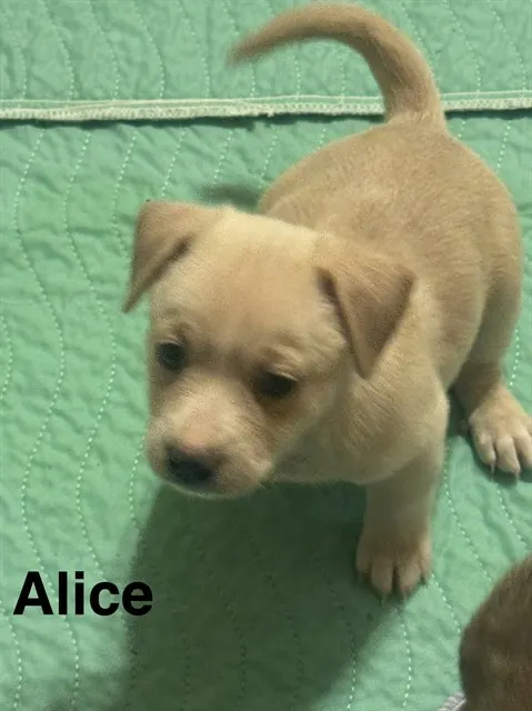 Alice