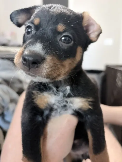 Adoptable Dog