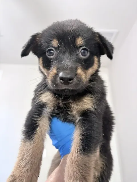 Adoptable Dog