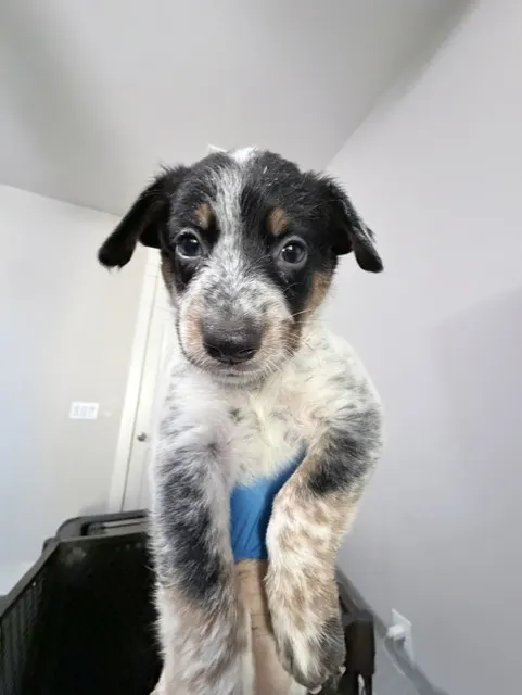 Adoptable Dog