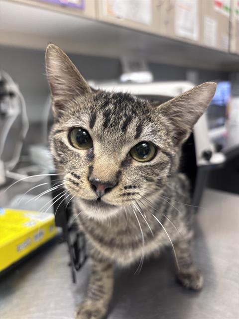 Adoptable Cat