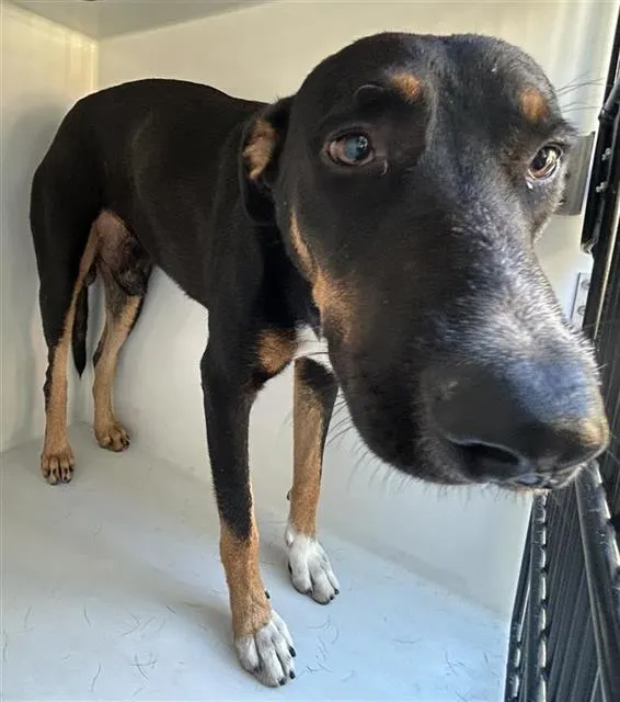 Adoptable Dog