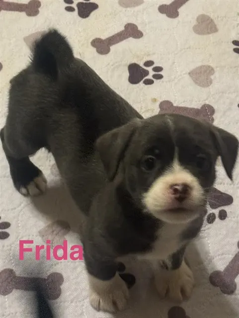 Frida