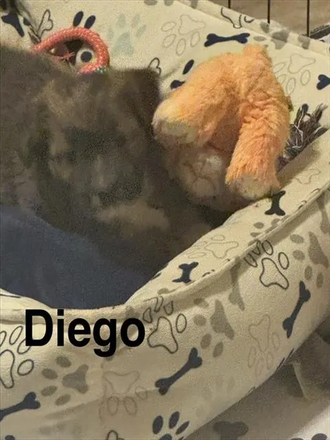 Diego
