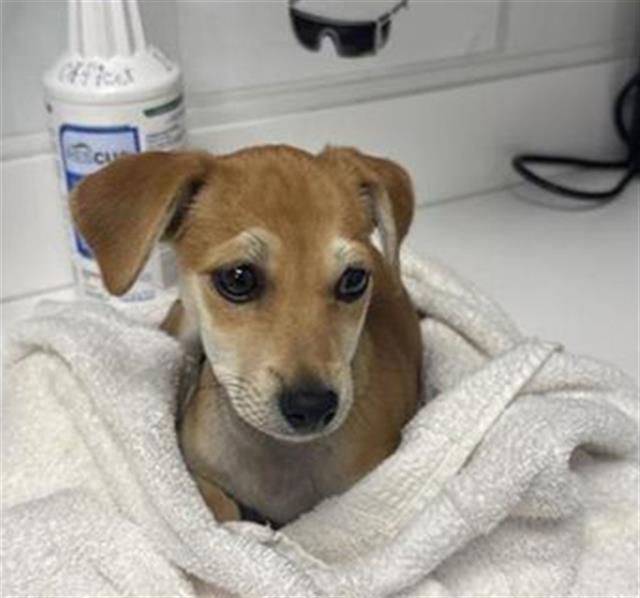 Adoptable Dog