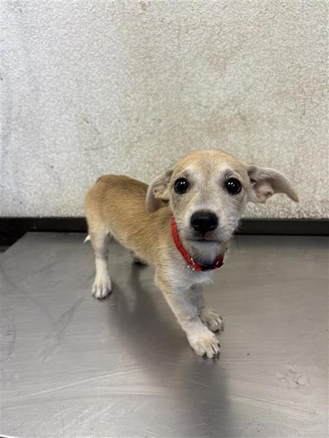 Adoptable Dog