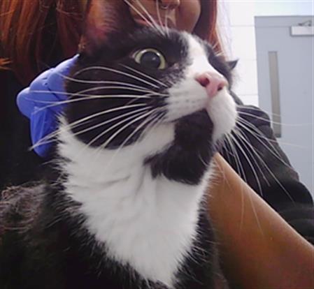 Adoptable Cat
