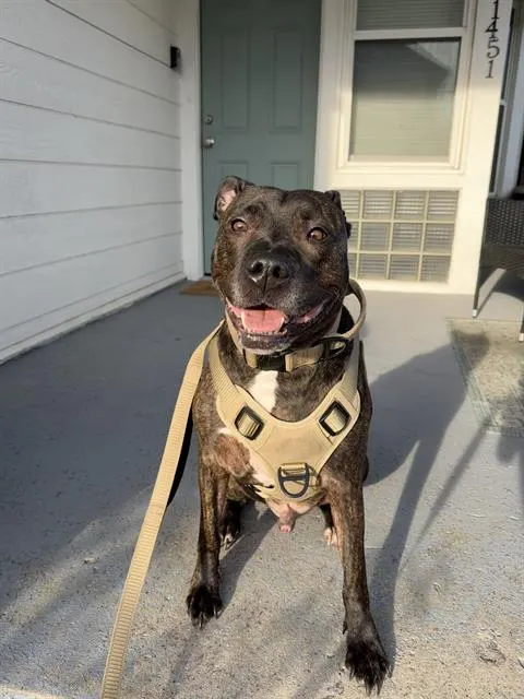 Louie