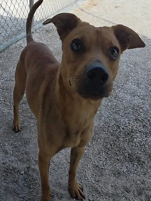 Rusty