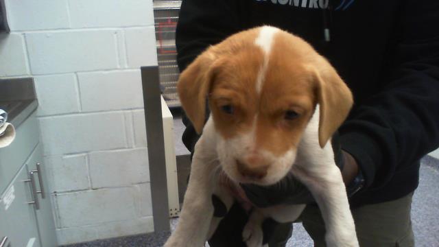Adoptable Dog