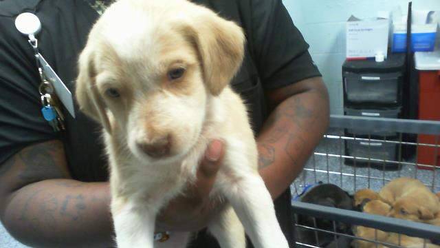 Adoptable Dog
