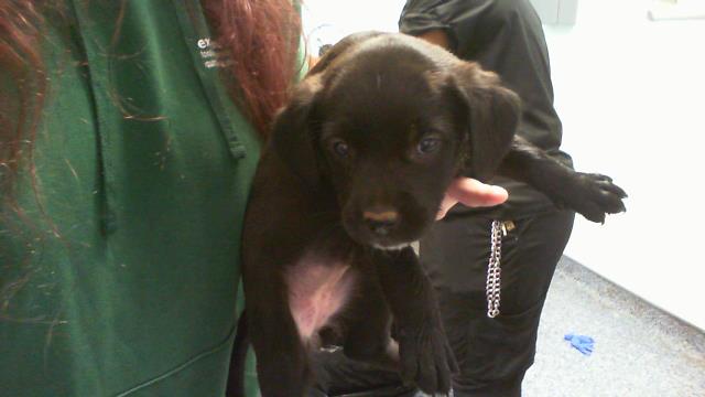 Adoptable Dog