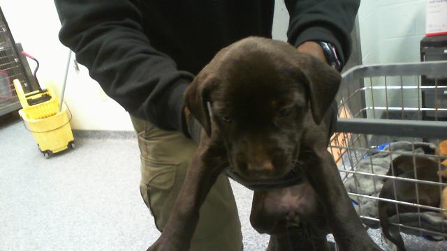 Adoptable Dog
