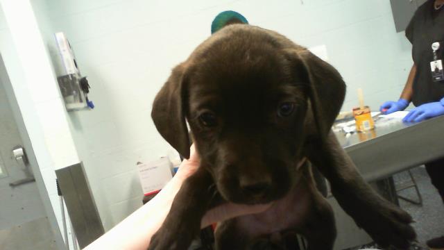 Adoptable Dog