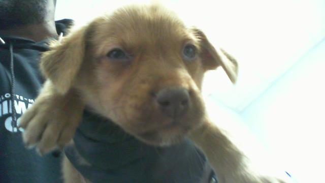 Adoptable Dog
