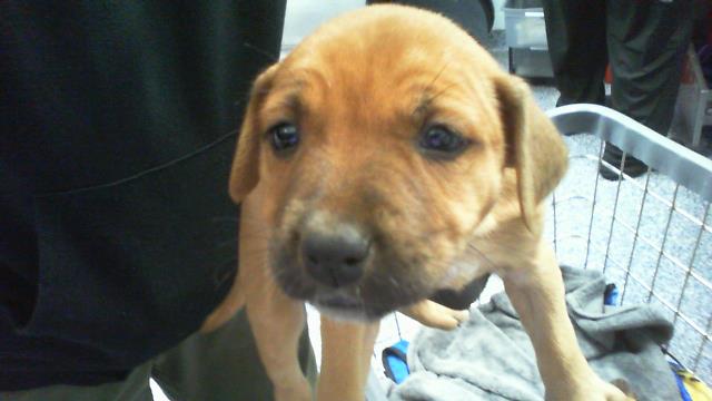 Adoptable Dog