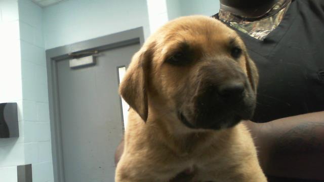 Adoptable Dog