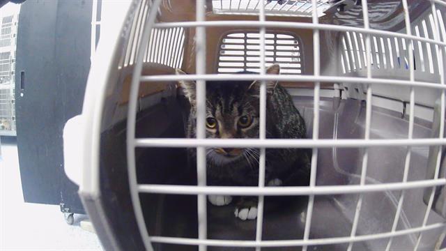 Adoptable Cat