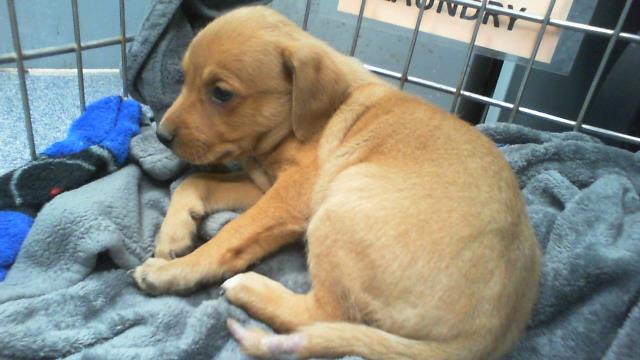 Adoptable Dog