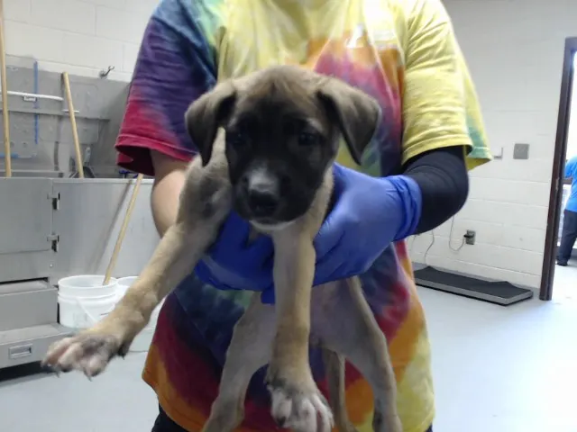 Adoptable Dog