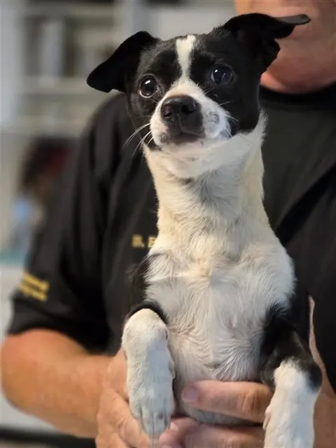 Adoptable Dog