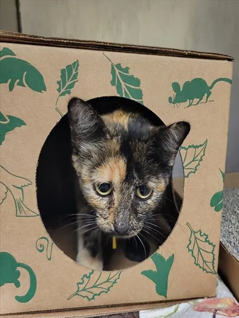 Sabrina