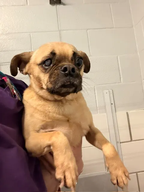 Maya