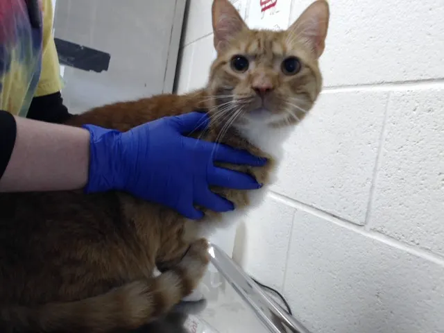 Adoptable Cat