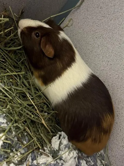 Smores