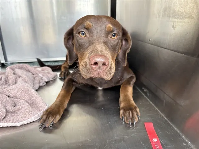 Adoptable Dog