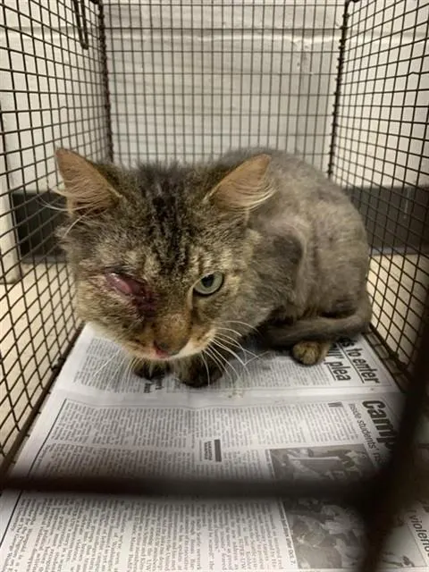 Adoptable Cat