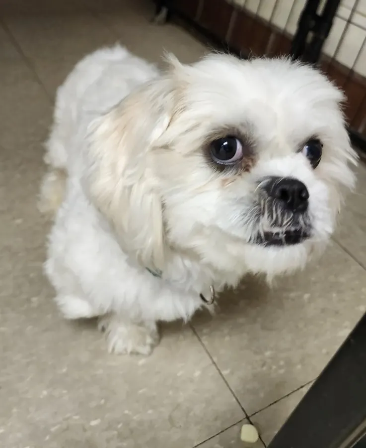 Chowder