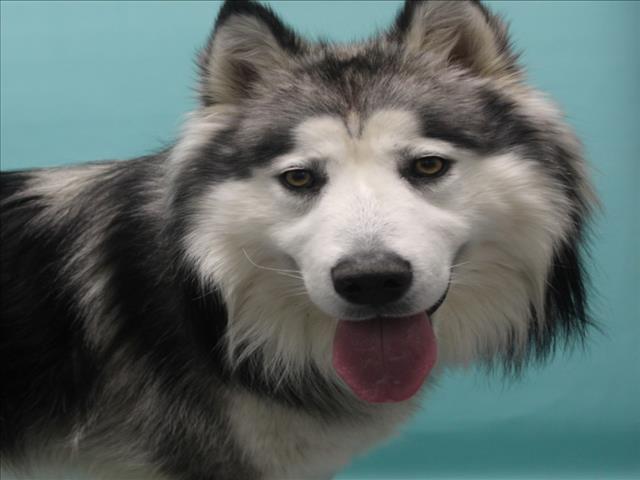 Handsome
