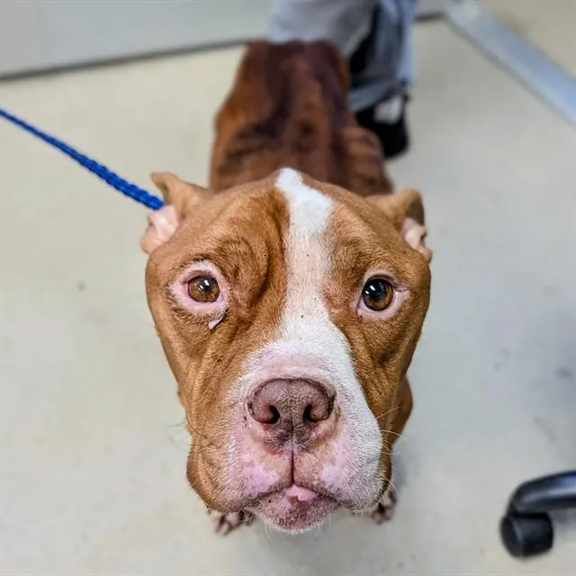 Mr Handsome