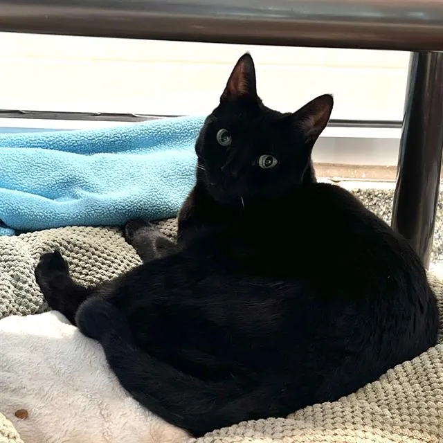 Bob