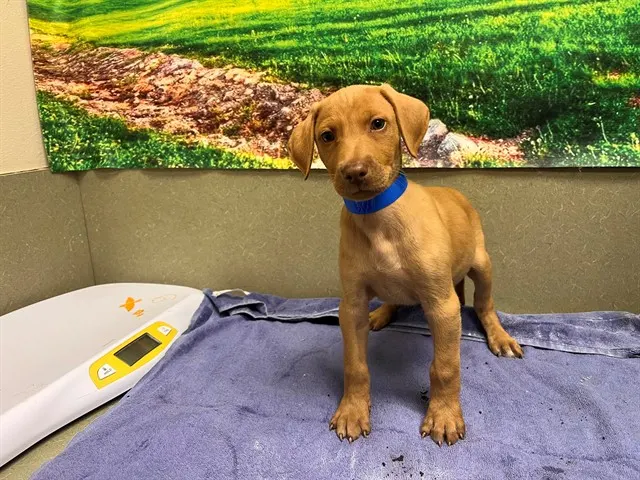 Adoptable Dog