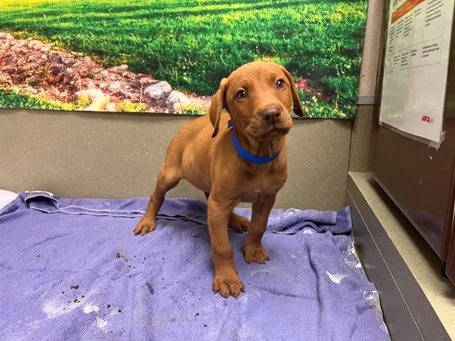 Adoptable Dog