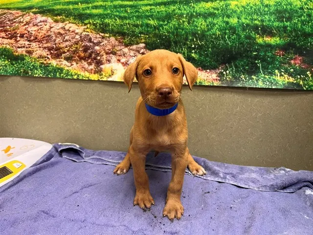 Adoptable Dog