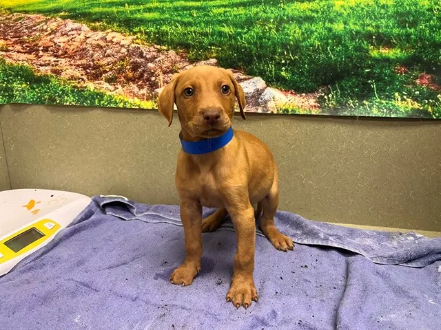 Adoptable Dog