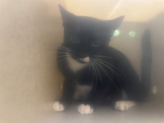 Adoptable Cat