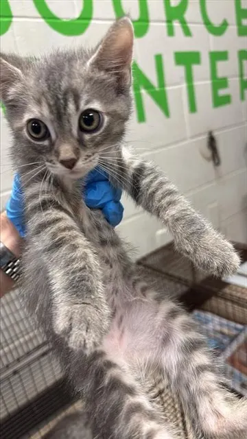 Adoptable Cat