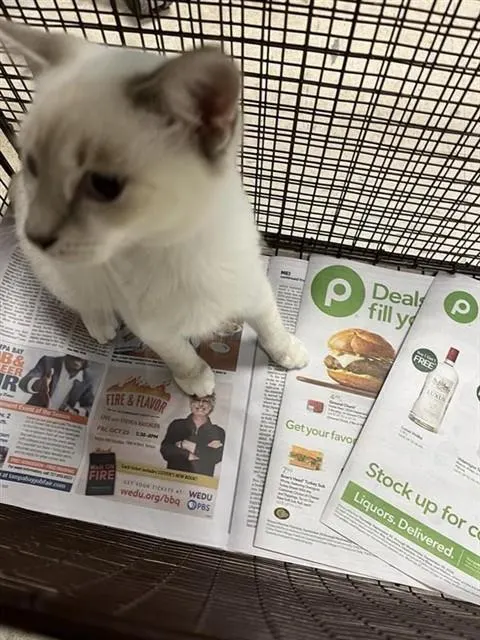 Adoptable Cat