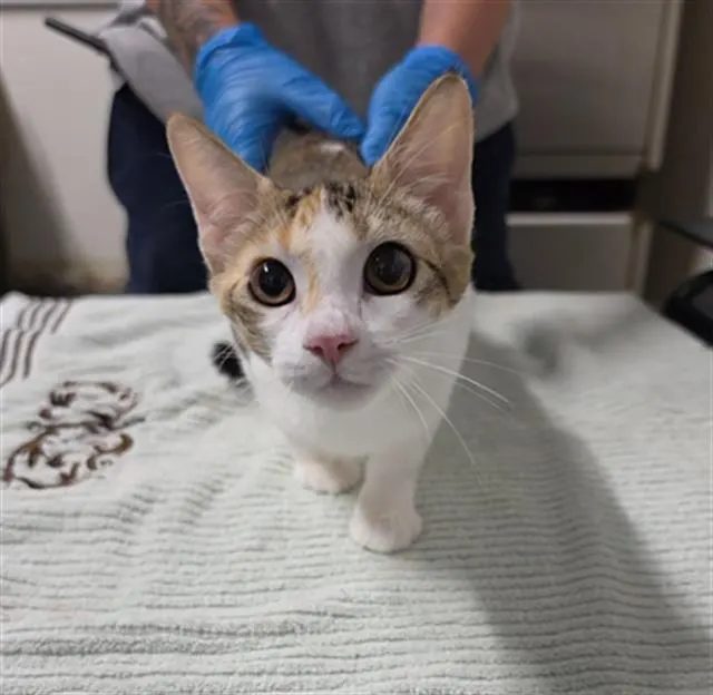 Beanie Baby