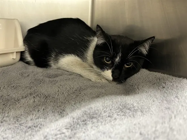 Adoptable Cat